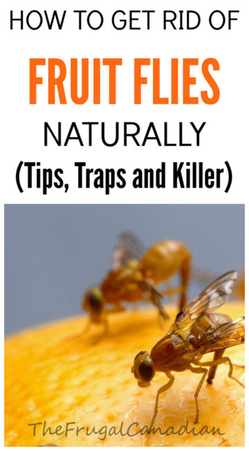 How To Get Rid Of Fruit Flies Naturally, DIY Homemade Fruit Fly Trap