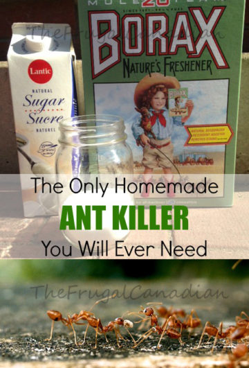 diy homemade natural ant killer recipe